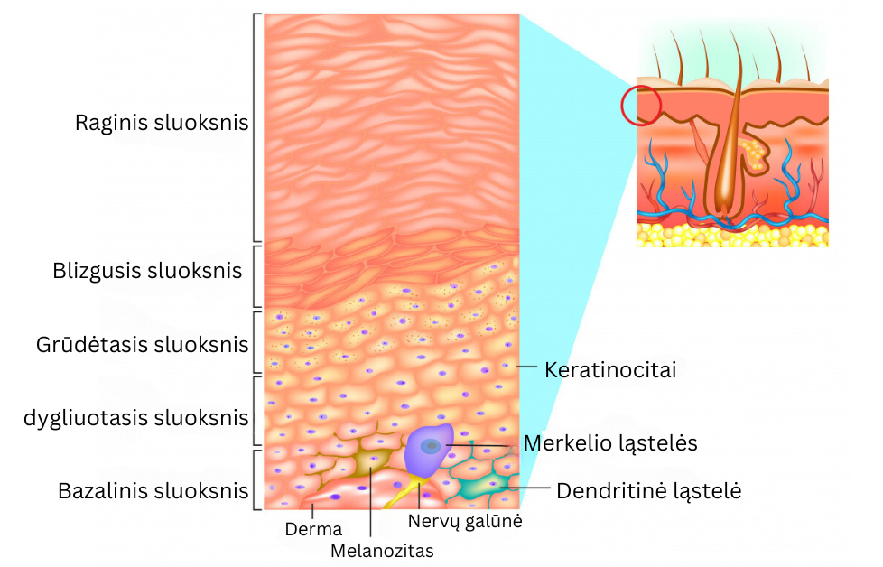 pigmentines demes anti-aging